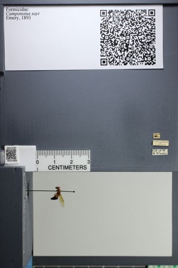 Media type: image;   Entomology 531809